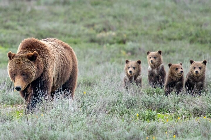 Sunrise Wildlife Safari in Grand Teton: 4-Hour Guided Morning Tour from Jackson