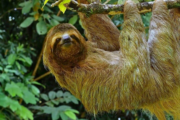 5-Day Osa Peninsula Wildlife Expedition: Drake Bay, Corcovado & Caño Island photo 1