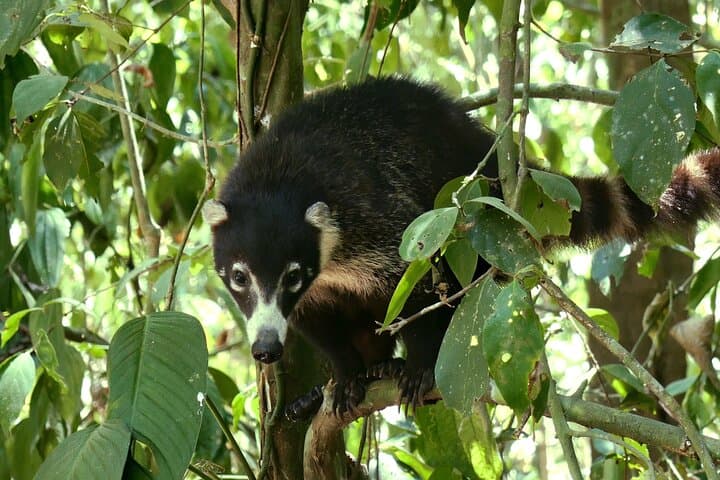 5-Day Osa Peninsula Wildlife Expedition: Drake Bay, Corcovado & Caño Island photo 2
