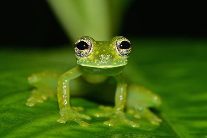 5-Day Osa Peninsula Wildlife Expedition: Drake Bay, Corcovado & Caño Island photo 3
