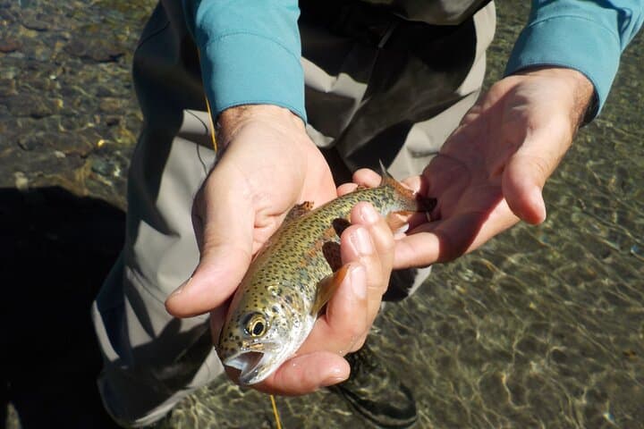 Fly Fishing in Villa La Angostura: Half-Day Trout Introduction photo 4