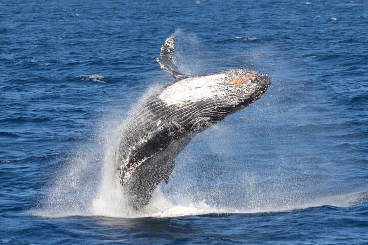 Long Beach Whale Watching: Guided Marine Wildlife Cruise from Dock 2 photo 4