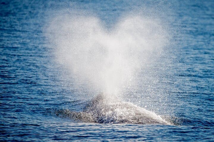 Long Beach Whale Watching: Guided Marine Wildlife Cruise from Dock 2 photo 2