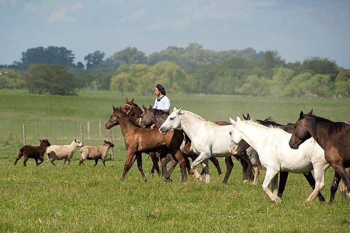 Gaucho Day Trip to San Antonio de Areco: Estancia, Horseback Riding & Asado from Buenos Aires