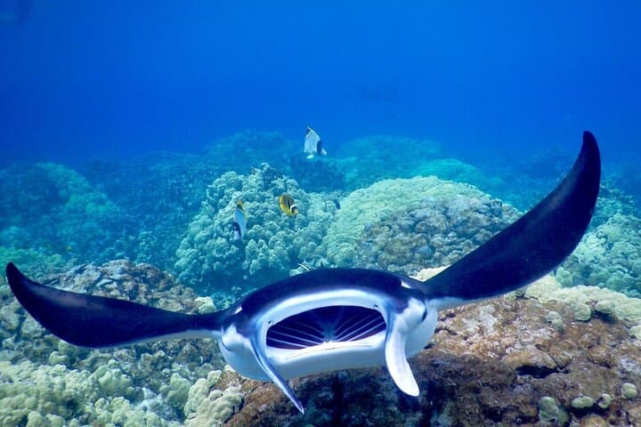 Kona Sunset & Night Manta Ray Snorkel Adventure photo 5