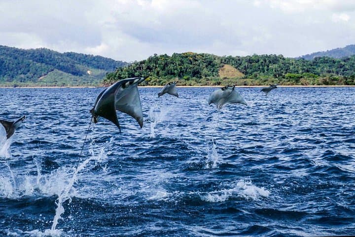 6-Day Osa Jungle Adventure: Corcovado Camping, Cano Island Snorkel & Sierpe Mangroves photo 3