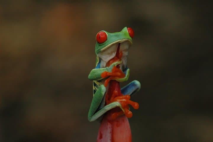 La Fortuna Rainforest Night Walk: Private Guided Nocturnal Wildlife Tour photo 3
