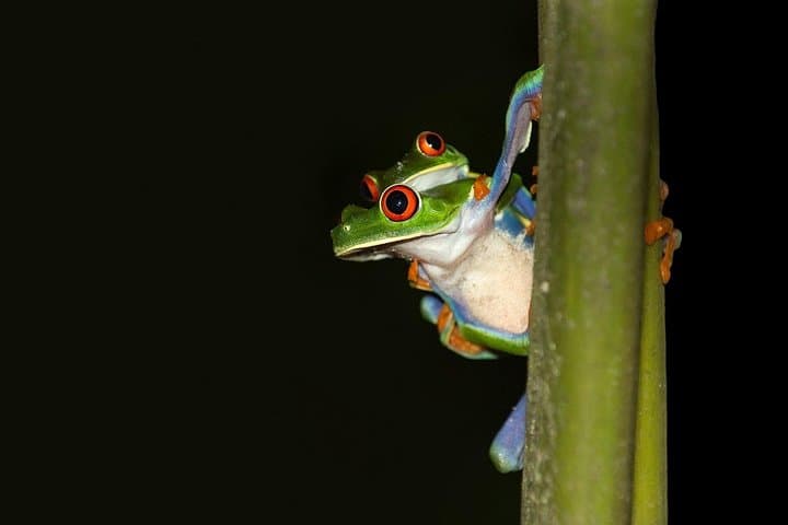 La Fortuna Rainforest Night Walk: Private Guided Nocturnal Wildlife Tour photo 1