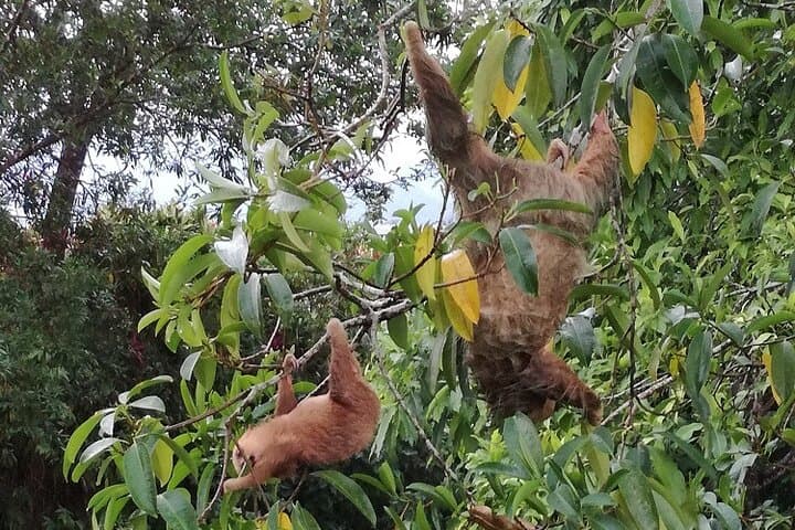 La Fortuna Sloth and Bird Walk — Short Rainforest Wildlife Sightseeing photo 4