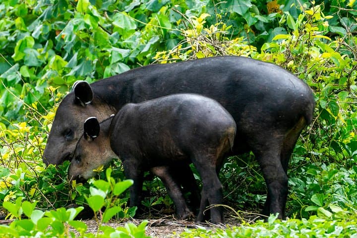 Corcovado & Drake Bay 2-Day Safari: Overnight at Sirena Ranger Station photo 3