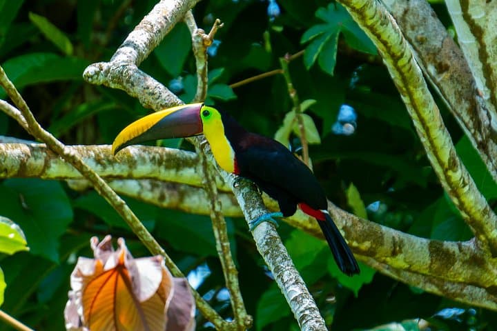 Corcovado & Drake Bay 2-Day Safari: Overnight at Sirena Ranger Station photo 4