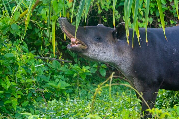 4-Day Drake Bay Adventure: Corcovado, Caño Island & Sierpe Mangroves photo 4