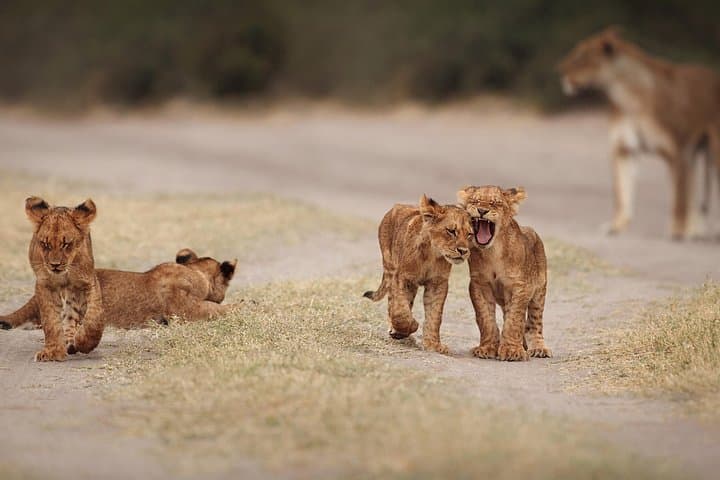 2-Day Kruger National Park Big Five Safari from Johannesburg