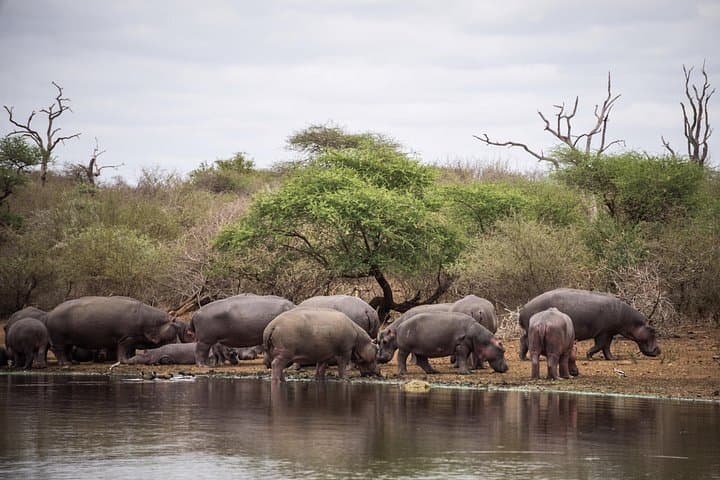 2-Day Kruger National Park Big Five Safari from Johannesburg photo 3