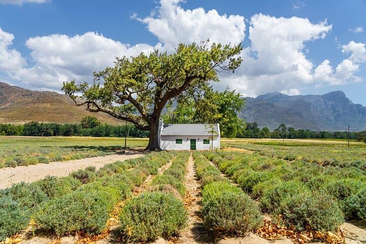 stellenbosch-winelands-guided-wine-tasting-tour photo 6