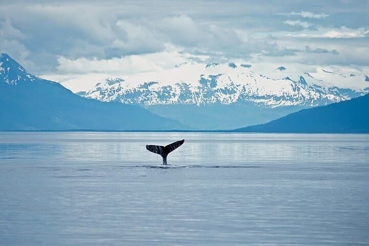 Exploring Juneau: Whale Watching and Mendenhall Glacier Adventure photo 3