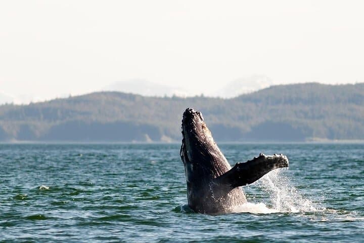 Exploring Juneau: Whale Watching and Mendenhall Glacier Adventure photo 4