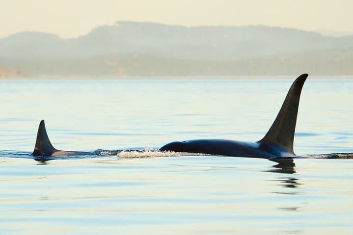 Exploring Juneau: Whale Watching and Mendenhall Glacier Adventure photo 6