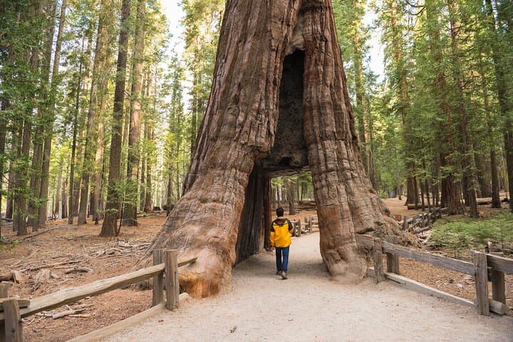 Private Giant Sequoia Grove Hike — Tuolumne & Merced Groves, Yosemite