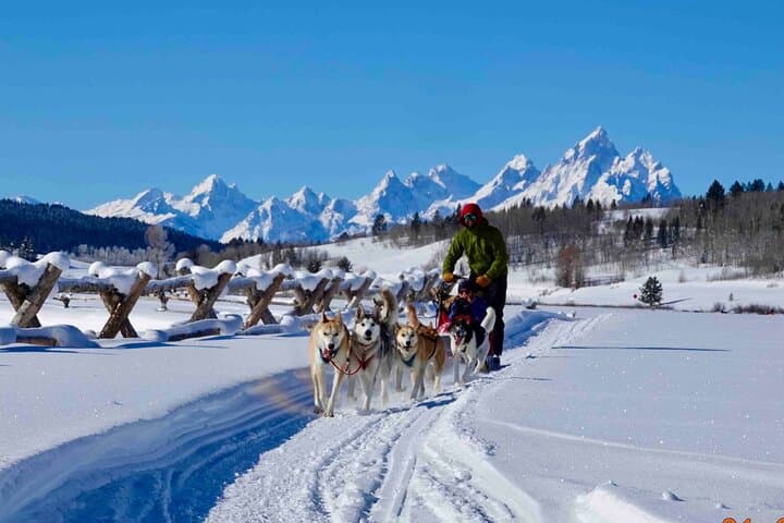 Jackson Hole Dog Sledding Adventure: Buffalo Fork Sled Tour Under the Tetons