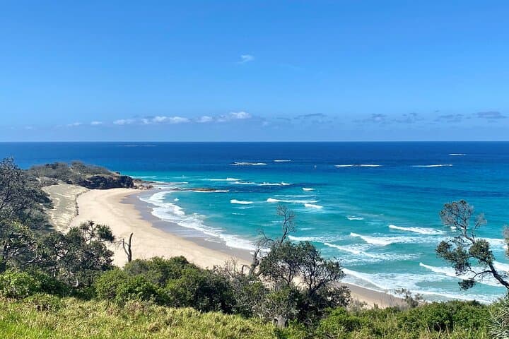 Between Tides and Koalas