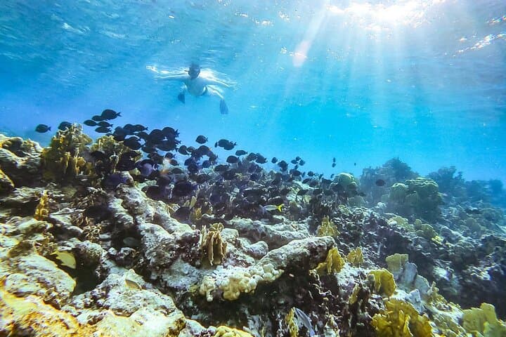 Private Eco-Friendly Snorkel Tour in Aruba — Two Shore-Based Stops with Turtle Viewing photo 6