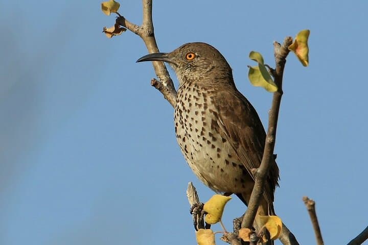 Birding San Jose Estuary: Endemics & Bay Boat Tour in Los Cabos photo 3