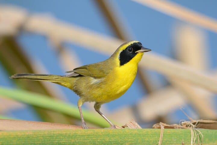 Birding San Jose Estuary: Endemics & Bay Boat Tour in Los Cabos photo 4
