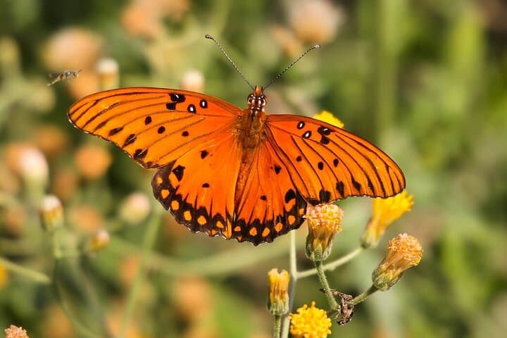 Birding San Jose Estuary: Endemics & Bay Boat Tour in Los Cabos photo 5