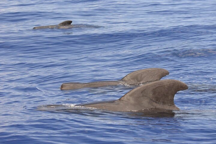 Explore Kona’s Wild Ocean: Pelagic Wildlife Excursion on Hawaii’s Big Island photo 3