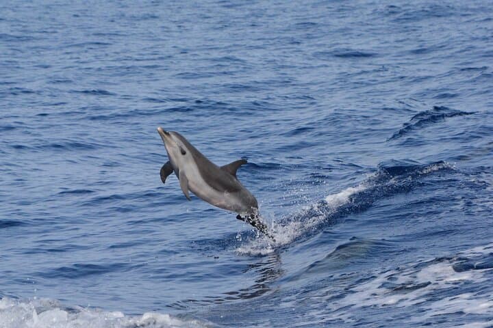 Explore Kona’s Wild Ocean: Pelagic Wildlife Excursion on Hawaii’s Big Island photo 4