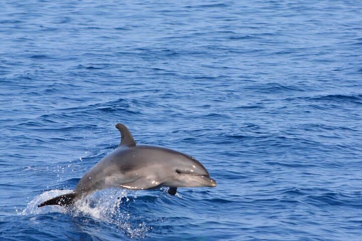 Explore Kona’s Wild Ocean: Pelagic Wildlife Excursion on Hawaii’s Big Island photo 2