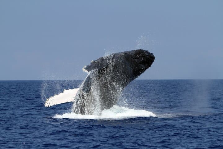 Explore Kona’s Wild Ocean: Pelagic Wildlife Excursion on Hawaii’s Big Island photo 5