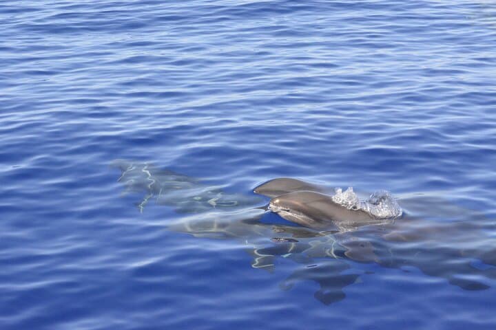 Explore Kona’s Wild Ocean: Pelagic Wildlife Excursion on Hawaii’s Big Island photo 6