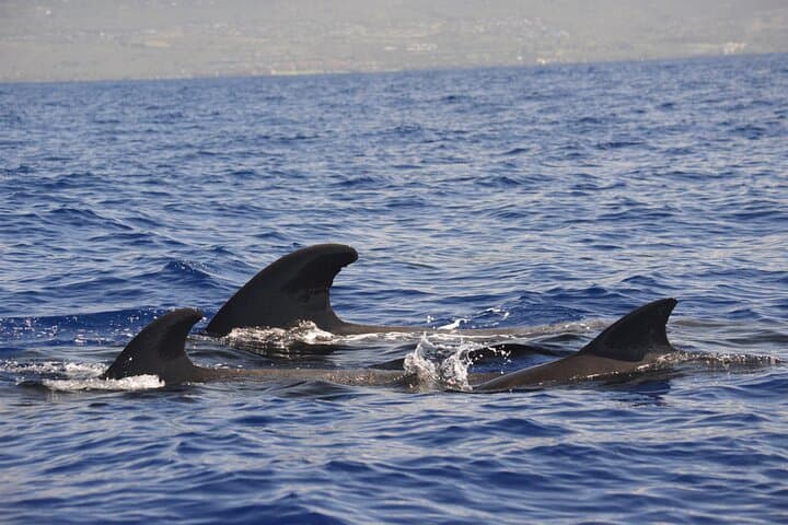 Explore Kealakekua Bay: The Ultimate 4-Hour Kona Private Snorkel & Coastal Tour photo 2