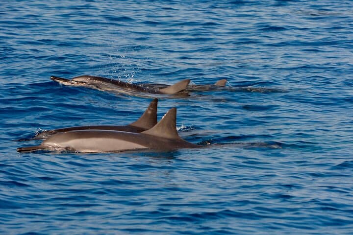 Explore Kealakekua Bay: The Ultimate 4-Hour Kona Private Snorkel & Coastal Tour photo 3