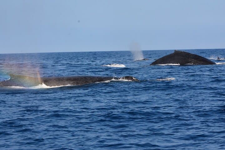 Explore Kealakekua Bay: The Ultimate 4-Hour Kona Private Snorkel & Coastal Tour photo 6