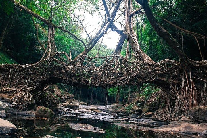 5-Day Meghalaya Adventure: Living Root Bridge, Waterfalls & Homestays photo 3