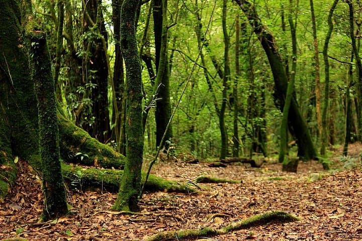 5-Day Meghalaya Adventure: Living Root Bridge, Waterfalls & Homestays photo 4