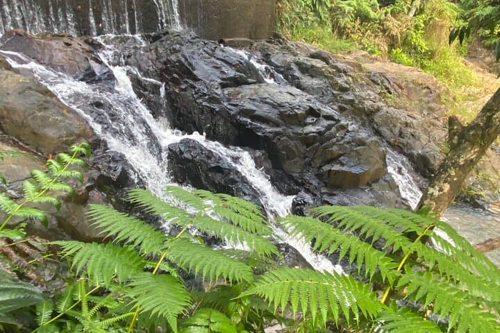 Guavate Rain Forest & Hot Springs: Private Full-Day Tour from San Juan photo 2