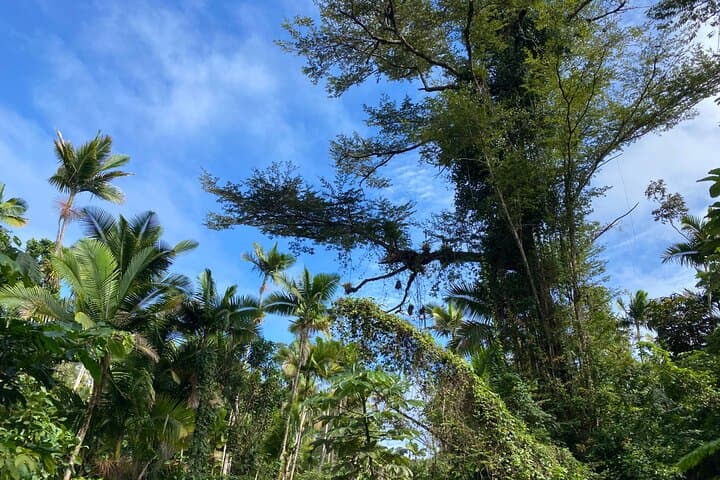 Guavate Rain Forest & Hot Springs: Private Full-Day Tour from San Juan photo 5