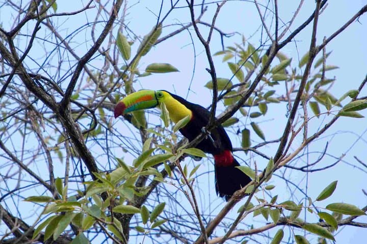Full-Day Minca Coffee, Cocoa & Waterfalls Tour from Santa Marta photo 4