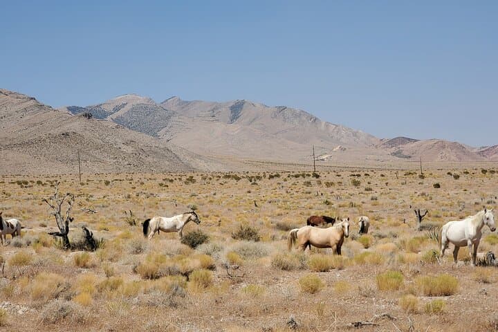 Off-Road UTV Adventure at Yellow Pine Mine near Las Vegas photo 4