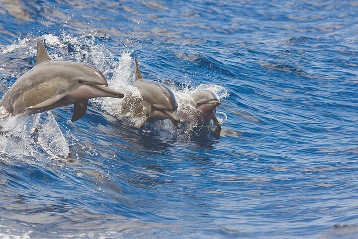 Experience Majestic Humpback Whales on Kona’s Deluxe Catamaran Whale Watch photo 6