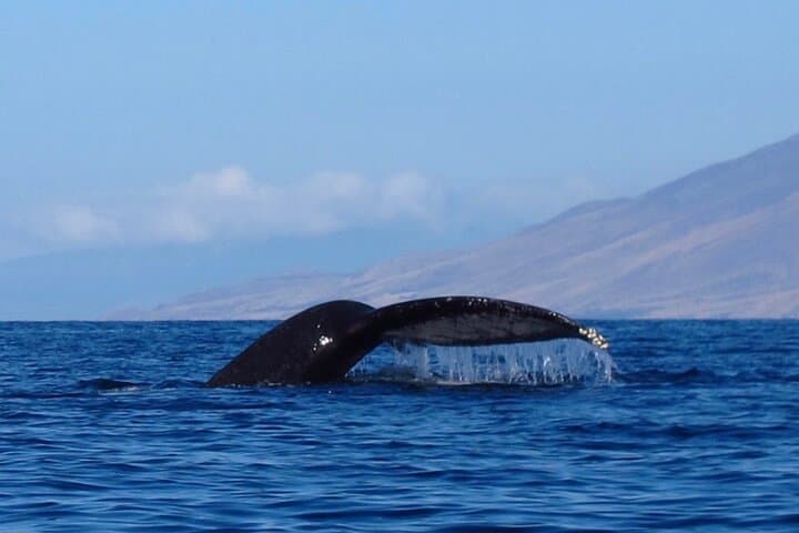 Makena 4-Hour Whale Watch & Kayak Snorkel — Paddle with Turtles and Humpbacks photo 2