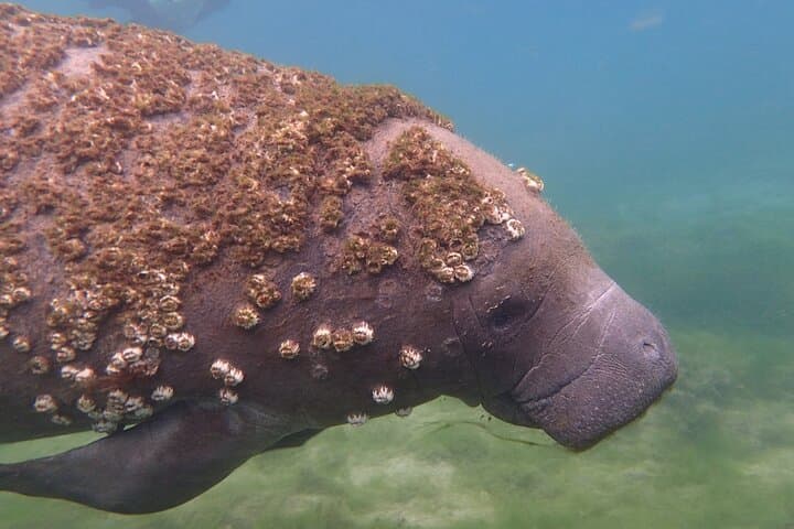 Swim with Manatees in Crystal River: Ethical Guided Encounters in Kings Bay photo 5