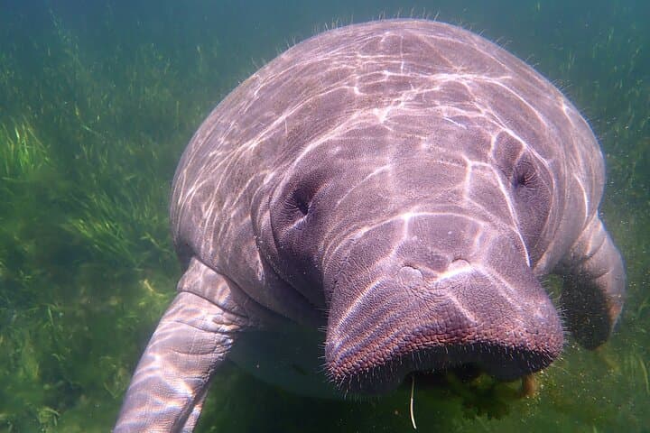 Swim with Manatees in Crystal River: Ethical Guided Encounters in Kings Bay photo 6