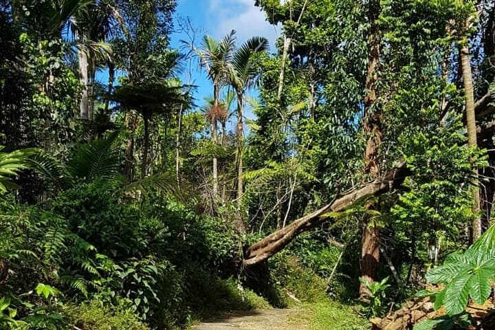 Guavate Rain Forest & Hot Springs: Private Full-Day Tour from San Juan photo 6