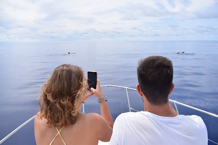 Madeira Whale & Dolphin Watching from Calheta: Motor-Yacht Cruise and Snorkel photo 3