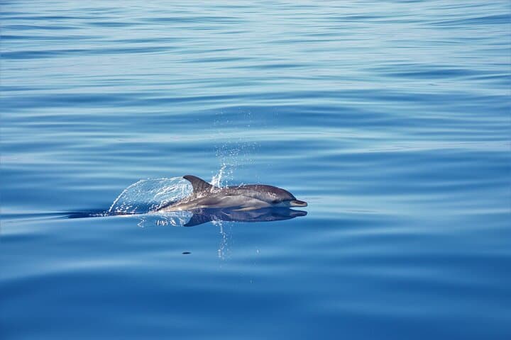 Madeira Whale & Dolphin Watching from Calheta: Motor-Yacht Cruise and Snorkel photo 5